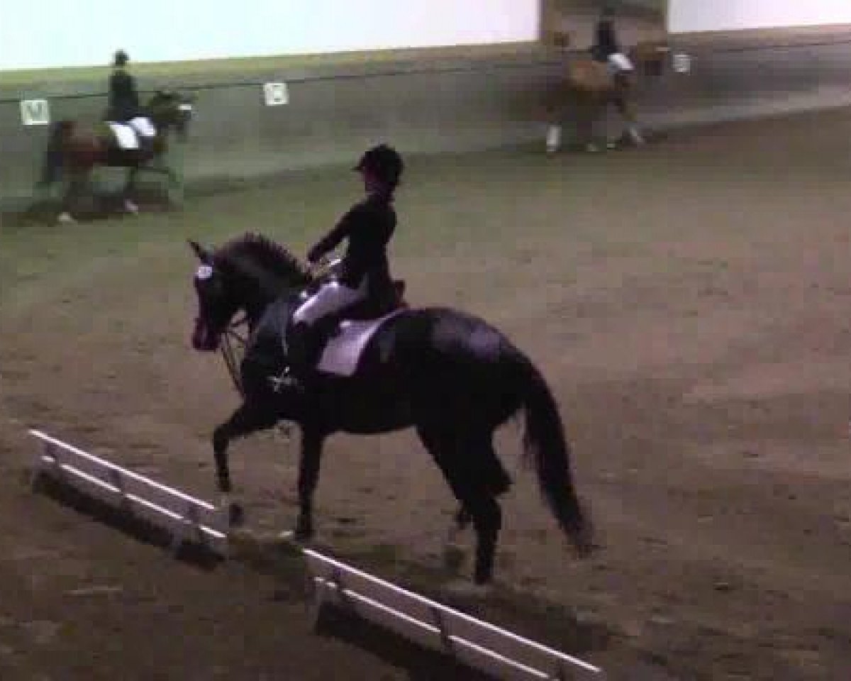 dressage horse Navo (unknown, 2002)