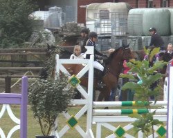 Cavallo da salto Amber-Jolie (KWPN (Warmblood olandese), 1991)