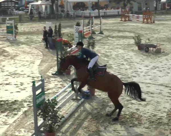 jumper Piorella (Oldenburg show jumper, 2009, from Joly St. Hubert)