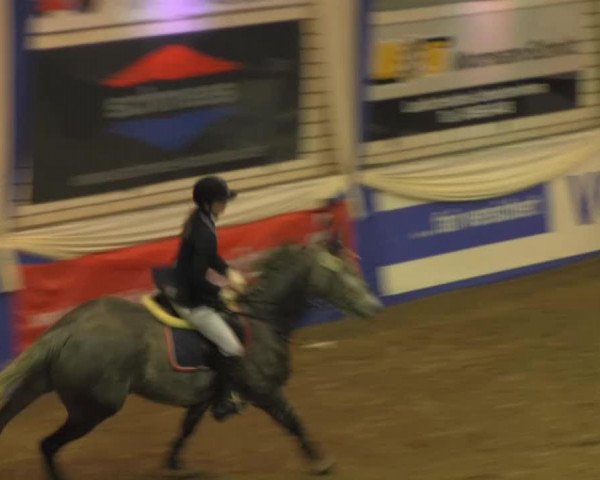 broodmare Quinara K (Oldenburg, 2008, from Quality 9)