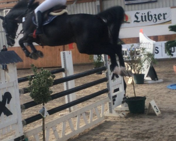 jumper Balou du Silva (Oldenburg, 2006, from Balou du Rouet)