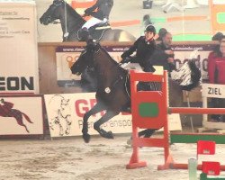 jumper Chorizo Chico (KWPN (Royal Dutch Sporthorse), 2009, from Corland)