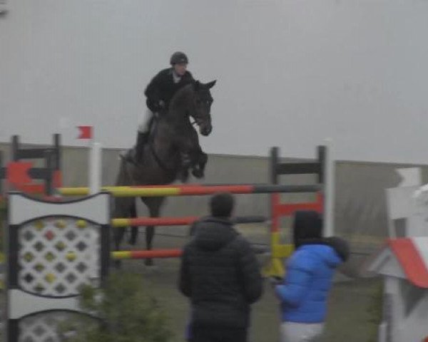 jumper Cassandro M (Zweibrücken, 2008, from Contendro I)