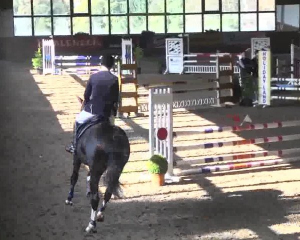 jumper Wallstreet 57 (Belgian Warmblood, 2010, from Clooney)