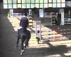 jumper Wallstreet 57 (Zangersheide riding horse, 2010, from Clooney)