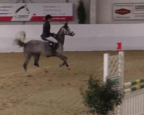 Springpferd Top Dominique (Westfale, 2008)
