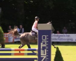 Springpferd Dubai Dreams (KWPN (Niederländisches Warmblut), 2009, von Casinos)