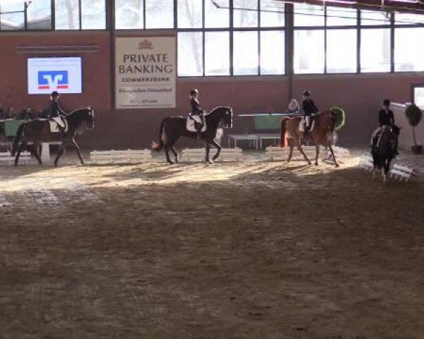 dressage horse Nonstop (Hanoverian, 2007, from Now Or Never M)