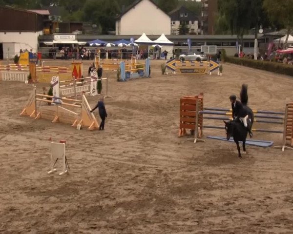 jumper Palermo 269 (KWPN (Royal Dutch Sporthorse), 2005, from Padinus)