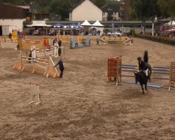 jumper Palermo 269 (KWPN (Royal Dutch Sporthorse), 2005, from Padinus)