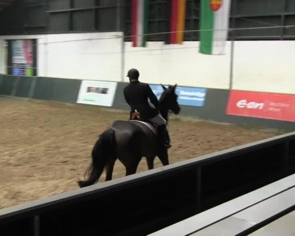 Springpferd Champion 121 (Westfale, 2007, von Chardon)