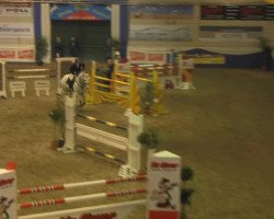 jumper Goldplay van de Dwerse Hagen (Belgian Warmblood, 2006, from Winningmood van de Arenberg)