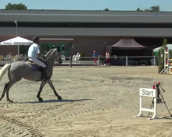 broodmare Querida 64 (Holsteiner, 2008, from Quality 9)