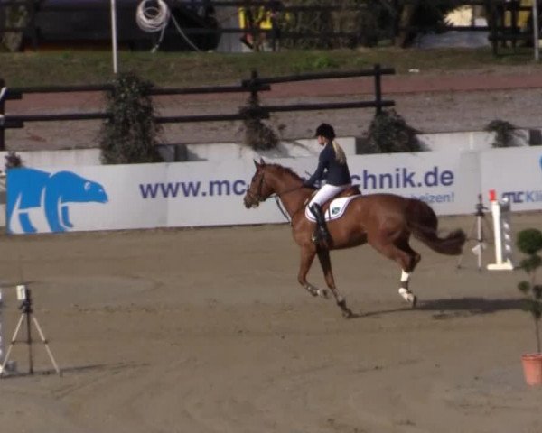 Springpferd Chris Gordina (Hannoveraner, 2008, von Calido I)