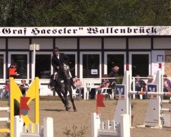 jumper Corsini 2 (Holsteiner, 2008, from Cormint)