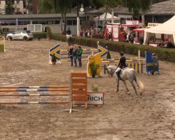 jumper Casino 71 (Westphalian, 2008, from Casiro I)