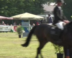 Dressurpferd Boemerang (KWPN (Niederländisches Warmblut), 2006, von Heartbreaker)