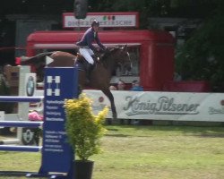 jumper Forcado de Brumie (Belgian Warmblood, 2005)