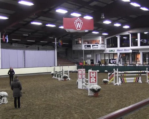 jumper Campino G 2 (Westphalian, 2009, from Coronas 2)