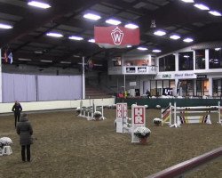 jumper Campino G 2 (Westphalian, 2009, from Coronas 2)