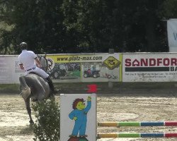 jumper Colchin (Oldenburg show jumper, 2008, from Colman)