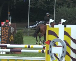 jumper Cooper T (Oldenburg show jumper, 2009, from Clinton H)