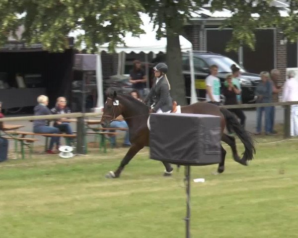 dressage horse Eddytorial (Hanoverian, 2009, from Escudo I)