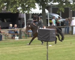 dressage horse Eddytorial (Hanoverian, 2009, from Escudo I)