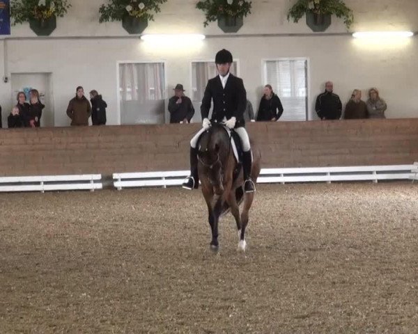 broodmare Beltonia 2 (Westphalian, 2009, from Beltoni)