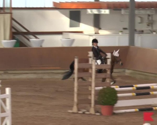Dressurpferd Jaycee Girl (New-Forest-Pony, 2006, von Moorland's Crack)