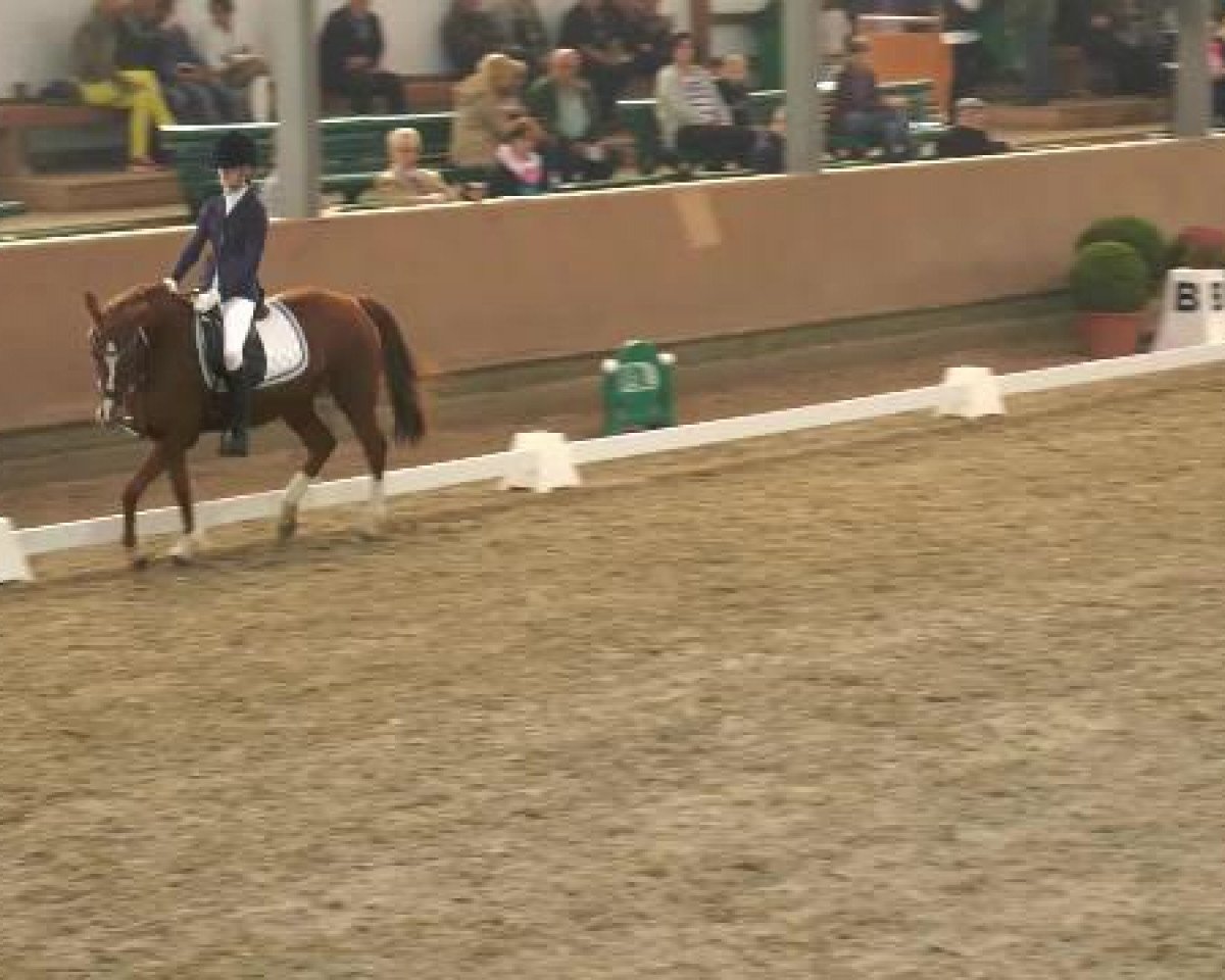 Zuchtstute Chantara 5 (Deutsches Reitpony, 2000, von Chantre B)