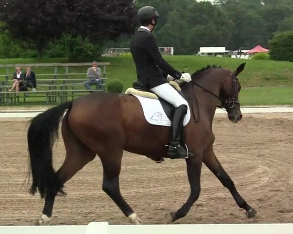 broodmare Hadassa 2 (Oldenburg, 2007, from Hotline)