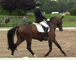 broodmare Hadassa 2 (Oldenburg, 2007, from Hotline)