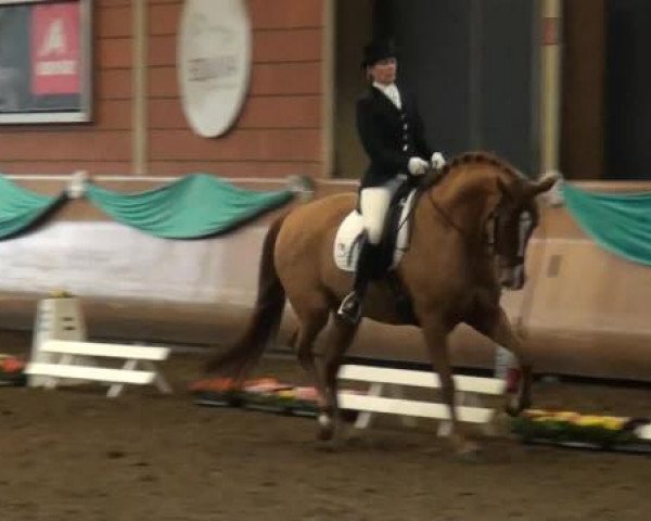 dressage horse Simsalabim 55 (Rhinelander, 2008, from Sir Donnerhall I)