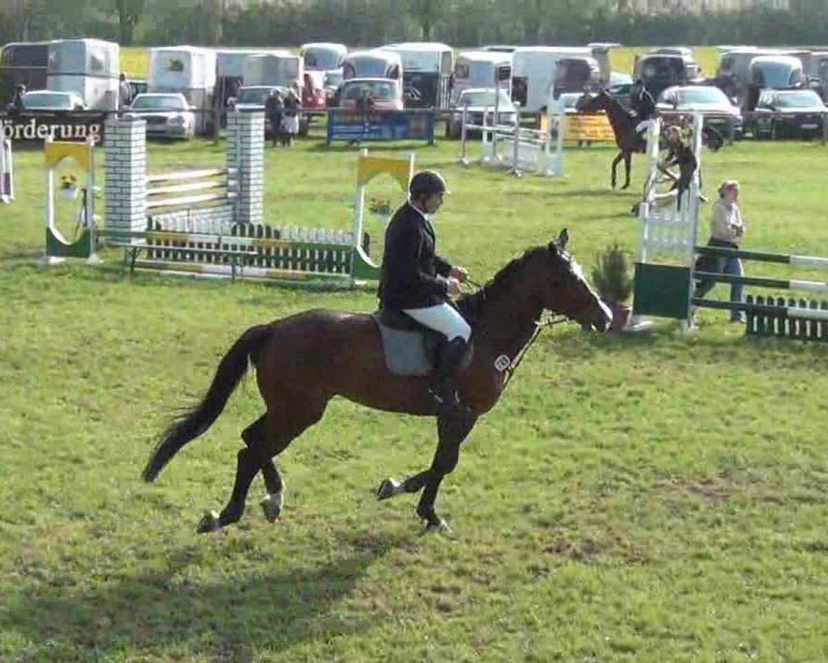 broodmare Wintessa 17 (Holsteiner, 2006, from Cristo)