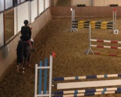 jumper TJ 5 (German Riding Pony, 2004)