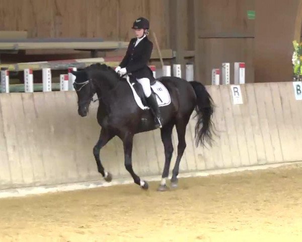 broodmare Donnarati H (Hanoverian, 2000, from Donnerhall)