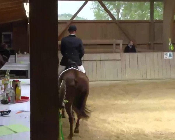 dressage horse Disco-Prince (Württemberger, 2007, from Disco-Tänzer)