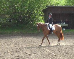 dressage horse Belle de Jour 51 (Hanoverian, 2006, from Belissimo NRW)