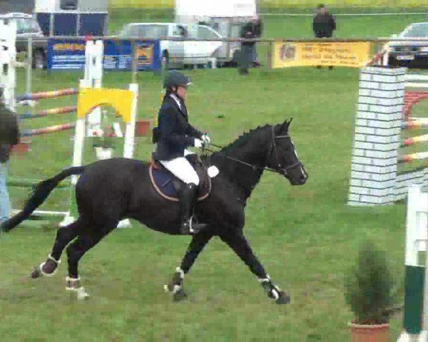 jumper Herbstblitz (Trakehner, 2004, from Schiffon)