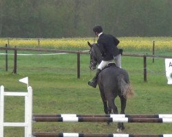 jumper Cirion (Holsteiner, 2007, from Cartani 4)