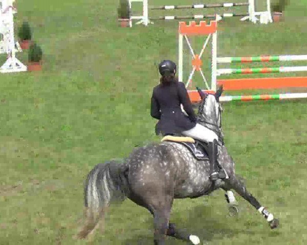 jumper Zibeline G (Holsteiner, 2007, from Lancer II)