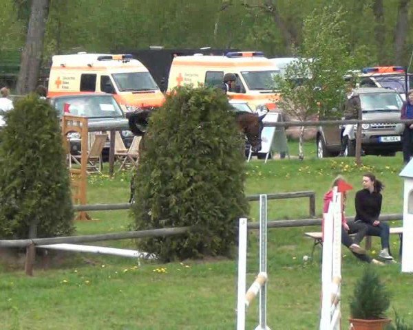 Springpferd Luett Beek Akkita (Holsteiner, 2008, von Cristo)