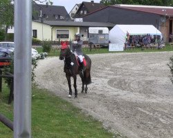 jumper Quasara (Westphalian, 2008, from Quinta Real)