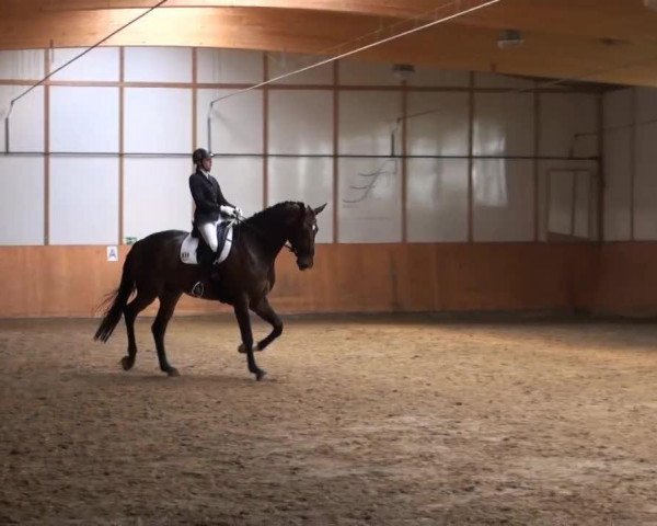 dressage horse Qalle-Cool (German Sport Horse, 2007, from Quaterback)
