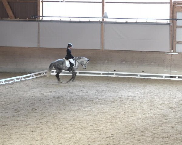 Reitturnier Schaffhausen 2020