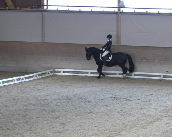 Reitturnier Schaffhausen 2020