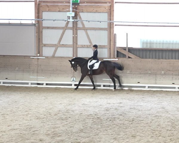 Reitturnier Schaffhausen 2020