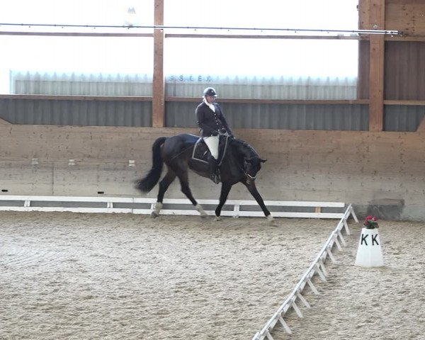 Reitturnier Schaffhausen 2020