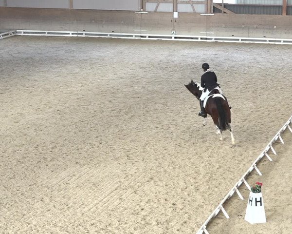 Reitturnier Schaffhausen 2020